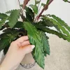 Kalatea falistolistna (Calathea rufibarba) 80cm