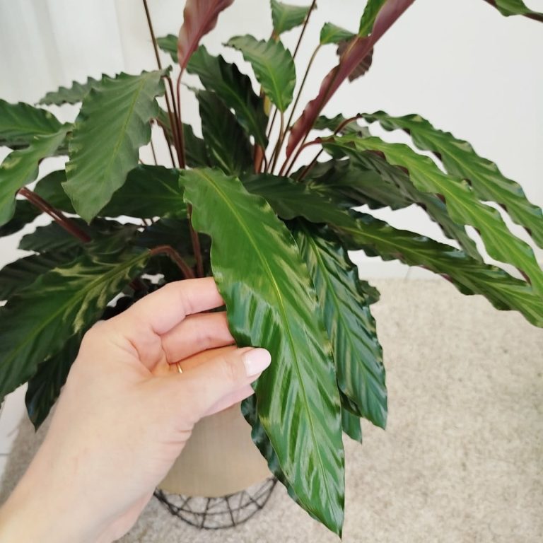 Kalatea falistolistna (Calathea rufibarba) 80cm
