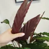 Kalatea falistolistna (Calathea rufibarba) 80cm