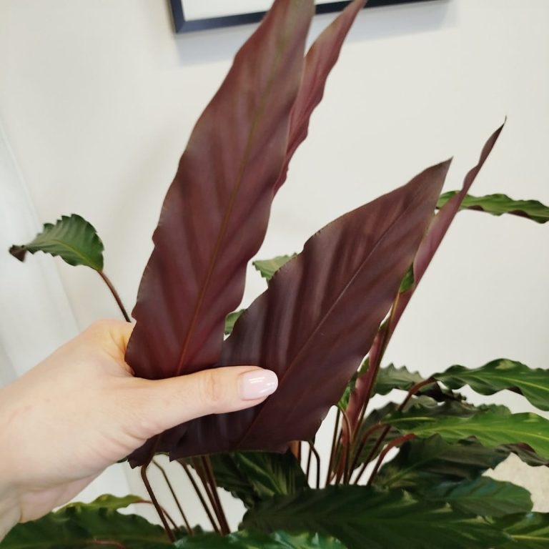 Kalatea falistolistna (Calathea rufibarba) 80cm