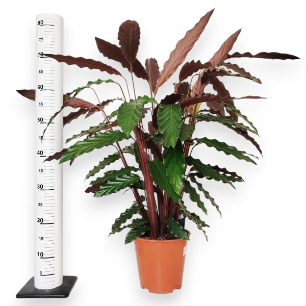 Kalatea falistolistna (Calathea rufibarba) 80cm