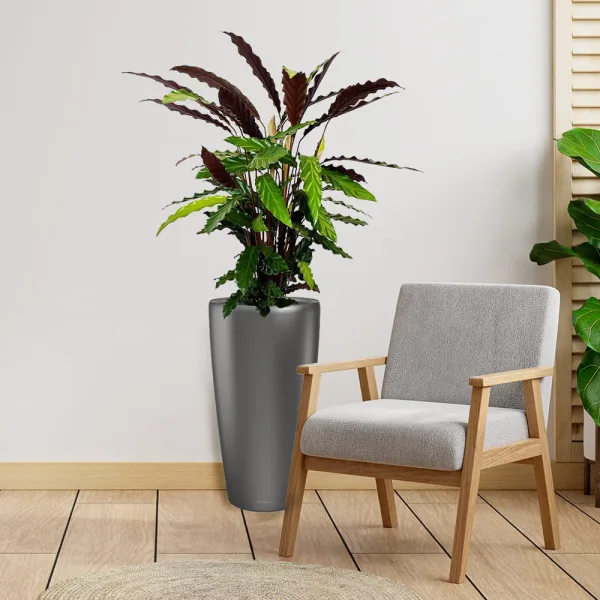 Kalatea falistolistna (Calathea rufibarba) 80cm