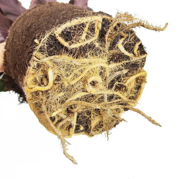 Kalatea falistolistna (Calathea rufibarba) 80cm