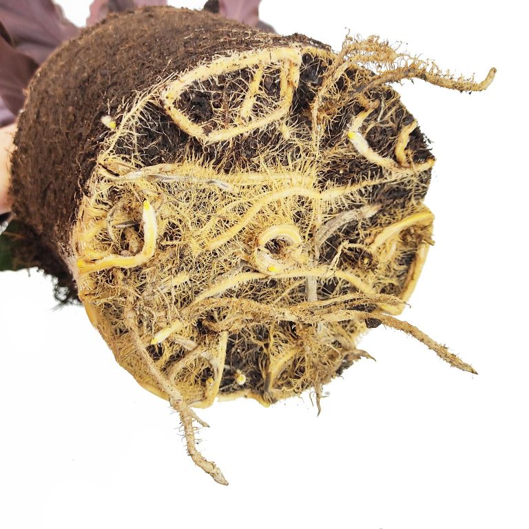 Kalatea falistolistna (Calathea rufibarba) 80cm