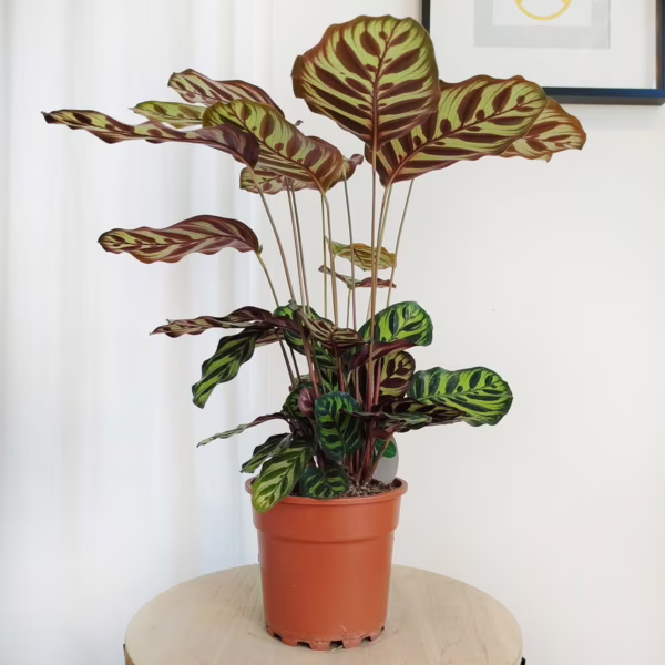 Kalatea makoyana (Calathea 'Makoyana') 50-60cm