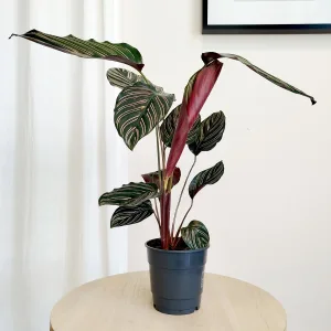 Kalatea sanderiana (Calathea ornata 'Sanderiana') 40cm