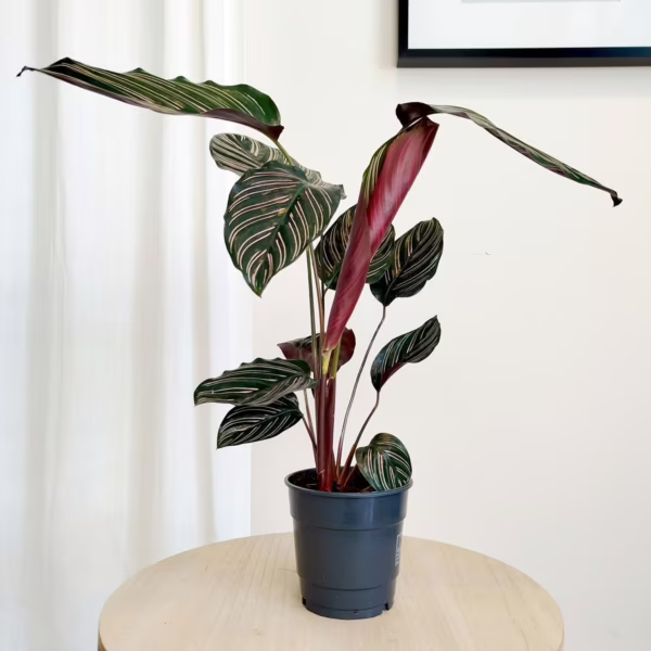 Kalatea sanderiana (Calathea ornata 'Sanderiana') 35-45cm