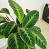 Kalatea (Calathea warscewiczii) 75-85cm