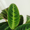 Kalatea (Calathea warscewiczii) 75-85cm