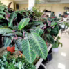 Kalatea (Calathea warscewiczii) 75-85cm