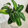 Kalatea (Calathea warscewiczii) 75-85cm