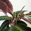 Kalatea (Calathea warscewiczii) 75-85cm