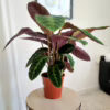 Kalatea (Calathea warscewiczii) 75-85cm