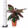 Kalatea (Calathea warscewiczii) 75-85cm