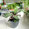Kalatea (Calathea warscewiczii) 75-85cm