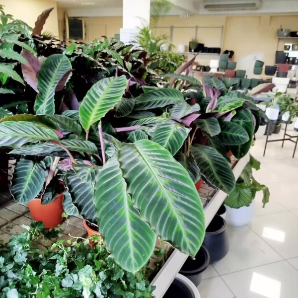 Kalatea (Calathea warscewiczii) 75-85cm