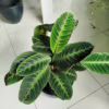 Kalatea (Calathea warscewiczii) 75-85cm
