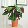 Kalatea (Calathea warscewiczii) 75-85cm