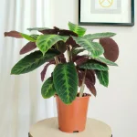 Kalatea (Calathea warscewiczii) 80cm