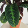 Kalatea (Calathea warscewiczii) 75-85cm
