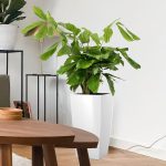 Kariota łagodna Palma Orzechowa (Caryota Mitis) 100cm