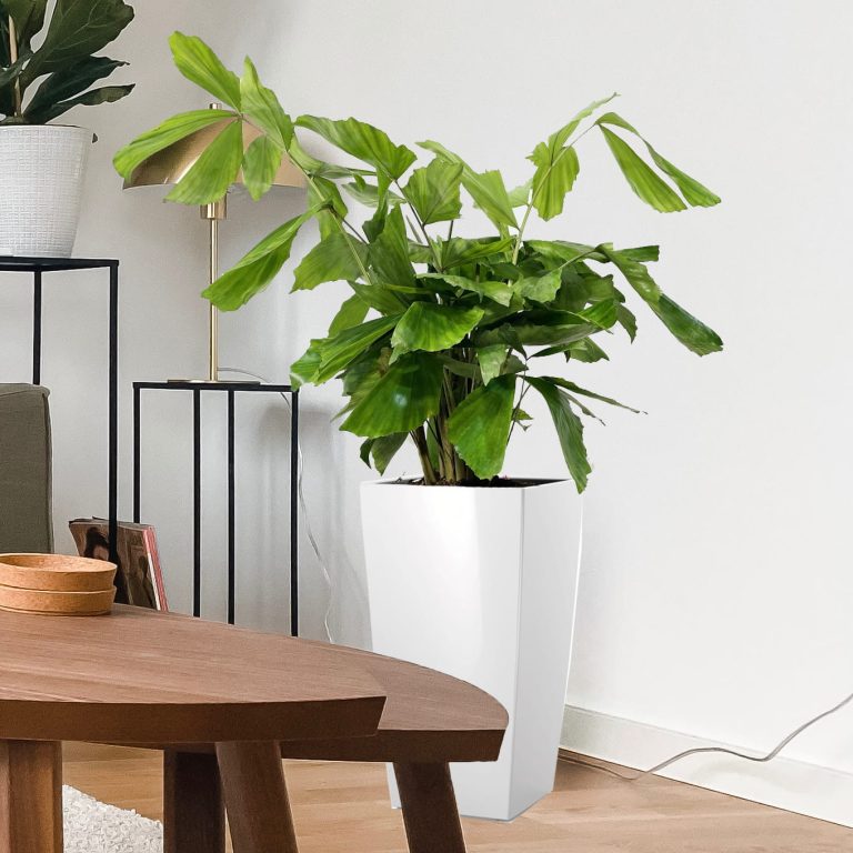 Kariota łagodna Palma Orzechowa (Caryota Mitis) 100cm