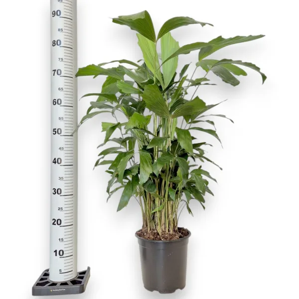 Kariota łagodna Palma Orzechowa (Caryota Mitis) 85cm