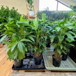 Kariota łagodna Palma Orzechowa (Caryota Mitis) 85cm