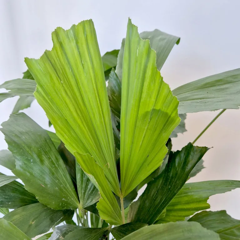 Kariota łagodna Palma Orzechowa (Caryota Mitis) 85cm