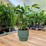 Kariota łagodna Palma Orzechowa (Caryota Mitis) 85cm