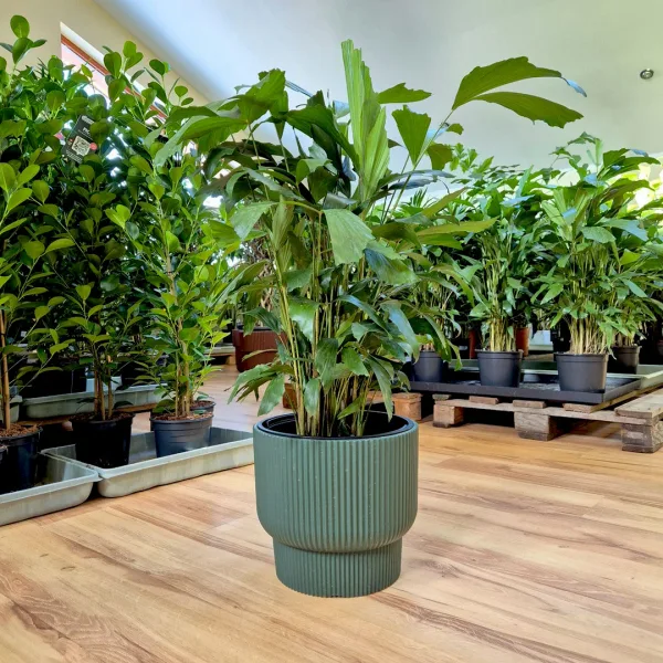 Kariota łagodna Palma Orzechowa (Caryota Mitis) 85cm