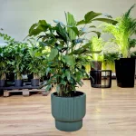 Kariota łagodna Palma Orzechowa (Caryota Mitis) 85cm