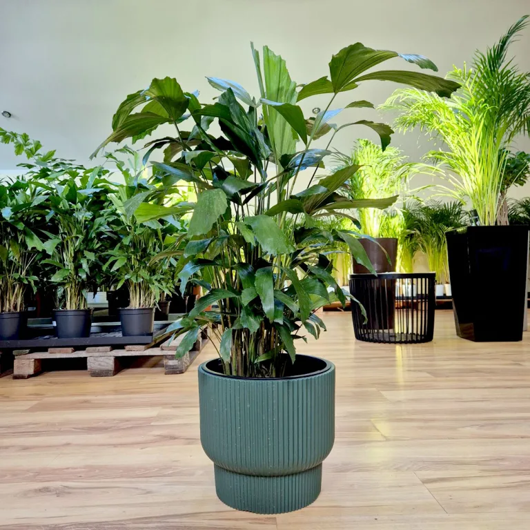 Kariota łagodna Palma Orzechowa (Caryota Mitis) 85cm