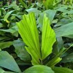 Kariota łagodna Palma Orzechowa (Caryota Mitis) 85cm