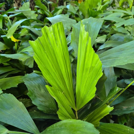 Kariota łagodna Palma Orzechowa (Caryota Mitis)