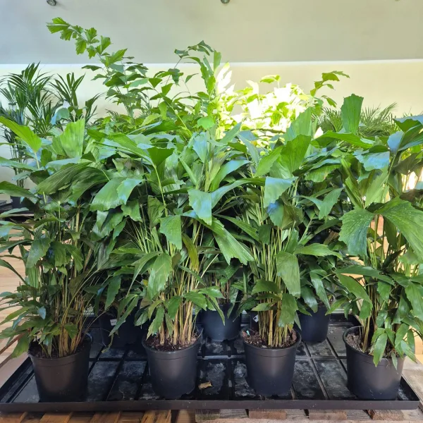 Kariota łagodna Palma Orzechowa (Caryota Mitis) 85cm