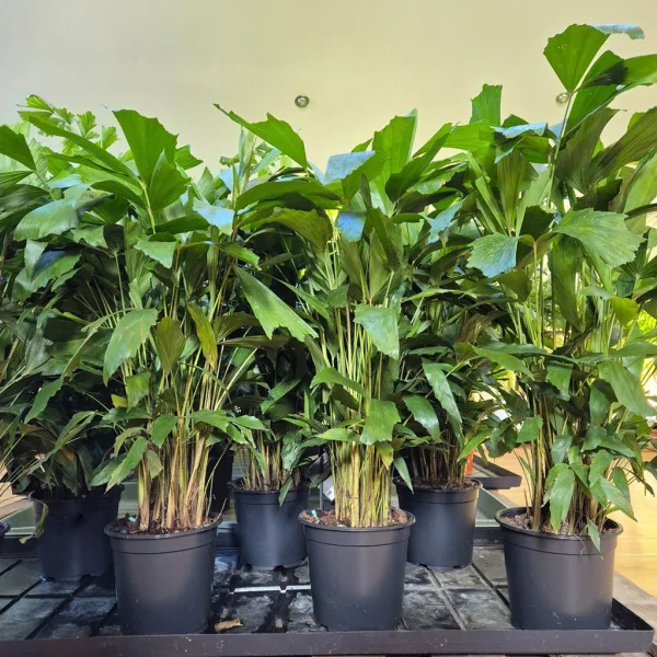 Kariota łagodna Palma Orzechowa (Caryota Mitis) 85cm