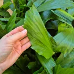 Kariota łagodna Palma Orzechowa (Caryota Mitis) 85cm