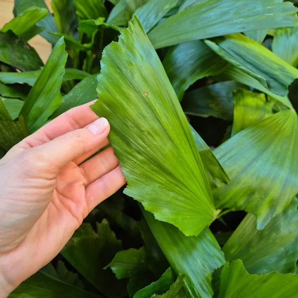 Kariota łagodna Palma Orzechowa (Caryota Mitis) 85cm