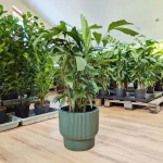 Kariota łagodna Palma Orzechowa (Caryota Mitis) 85cm