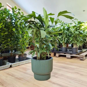 Kariota łagodna Palma Orzechowa (Caryota Mitis) 85cm