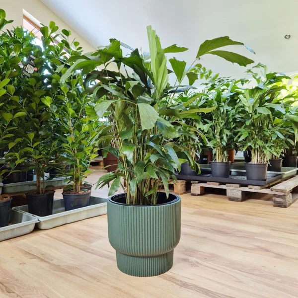 Kariota łagodna Palma Orzechowa (Caryota Mitis) 85cm