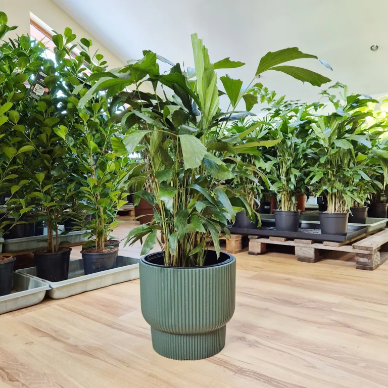 Kariota łagodna Palma Orzechowa (Caryota Mitis) 85cm