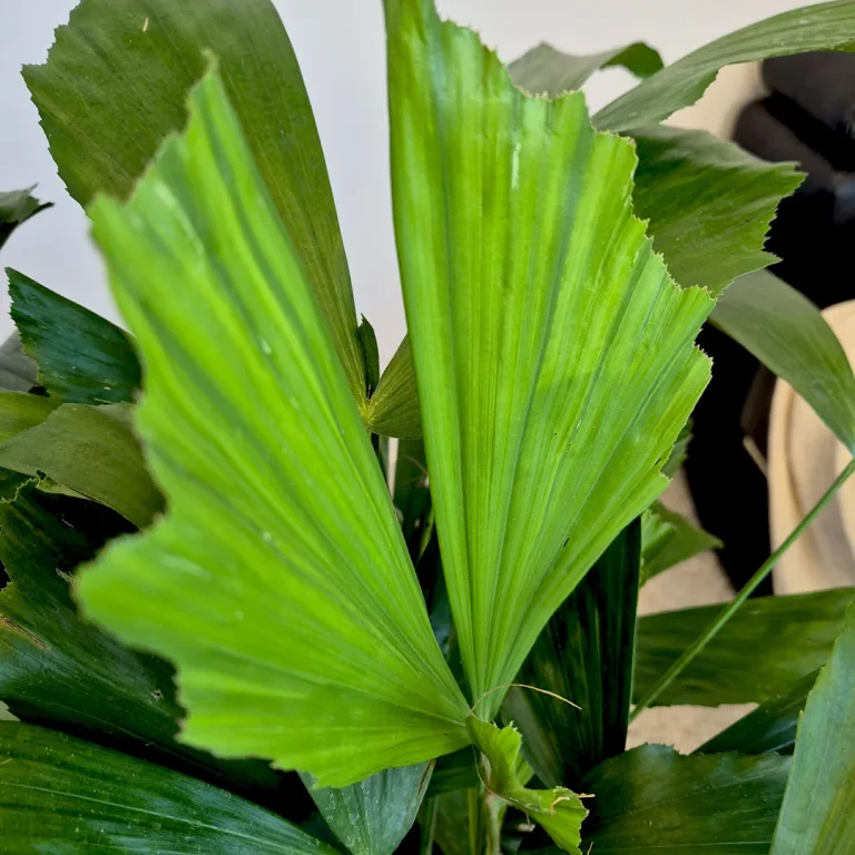 Kariota łagodna Palma Orzechowa (Caryota Mitis) 85cm