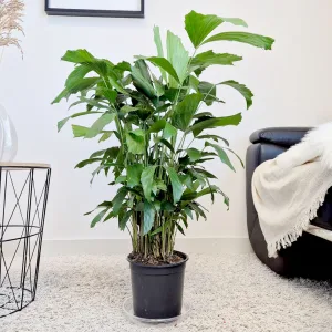 Kariota łagodna Palma Orzechowa (Caryota Mitis) 85cm