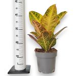 Kroton pstry trójskrzyn (Codiaeum 'Petra') 50cm