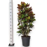 Kroton pstry trójskrzyn (Codiaeum 'Petra') 135cm