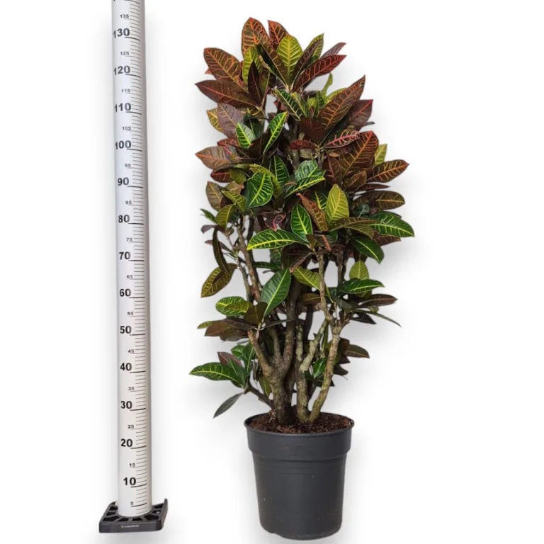 Kroton pstry trójskrzyn (Codiaeum 'Petra') 135cm