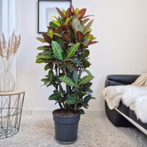Kroton pstry trójskrzyn (Codiaeum 'Petra') 130-140cm