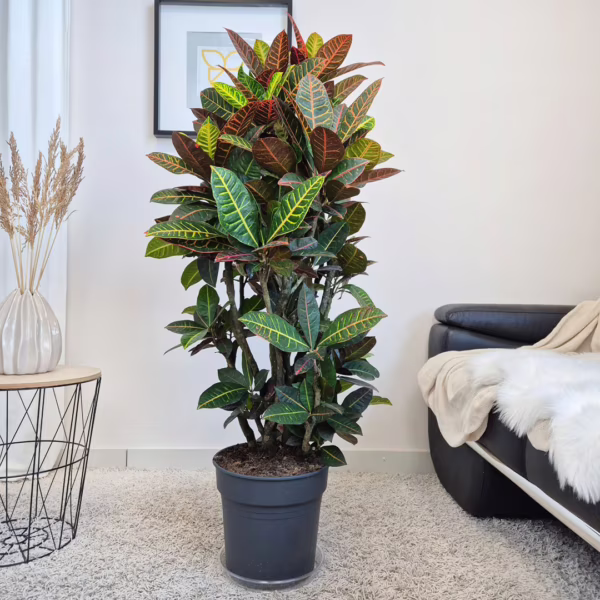 Kroton pstry trójskrzyn (Codiaeum 'Petra') 130-140cm